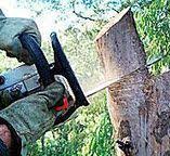 How Our Tree Care Process Works  in  Two Rivers, WI