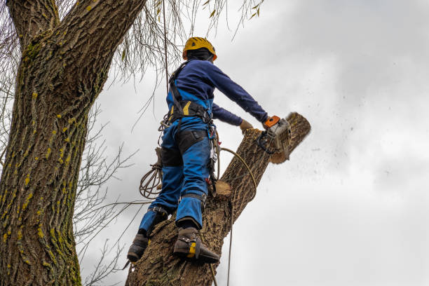 Two Rivers, WI Tree Removal Company